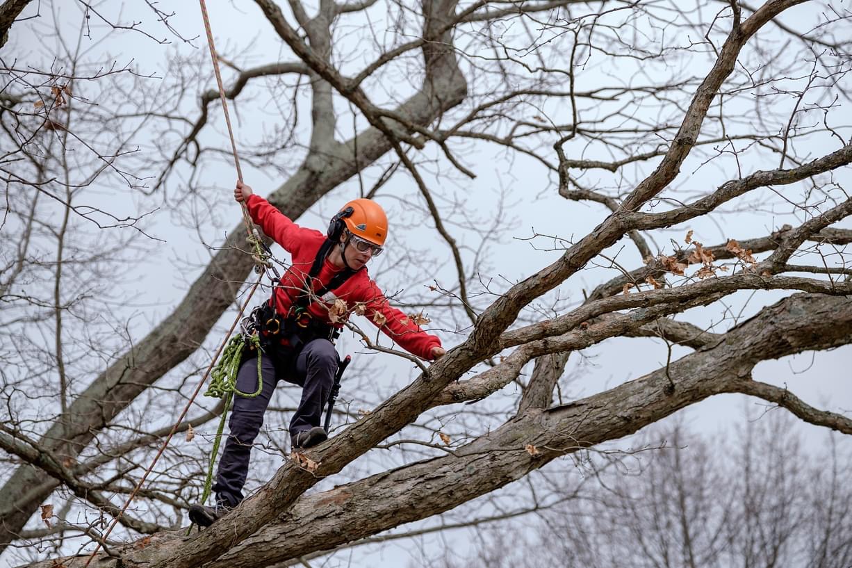 How an Arborist in Vancouver, WA Can Help Your Trees Thrive Image