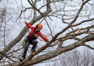 How an Arborist in Vancouver, WA Can Help Your Trees Thrive sidebar image